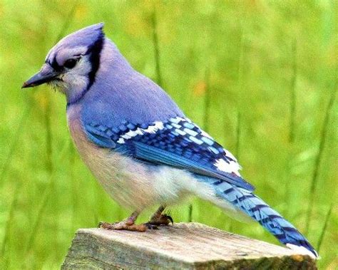Maybe you would like to learn more about one of these? The Blue Jays that live in Florida are very aggressive ...