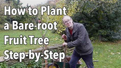 How To Plant A Bare Root Fruit Tree Step By Step Youtube