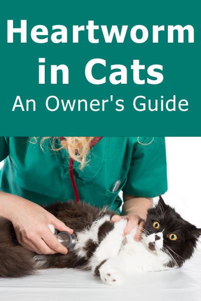 Heartworm In Cats An Owners Guide Thecatsite