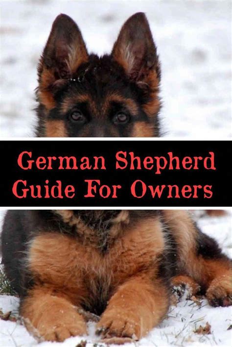 It's best to start when they're 6 weeks old because later on they may not like it and even become fearful of it. German Shepherd Teeth Cleaning