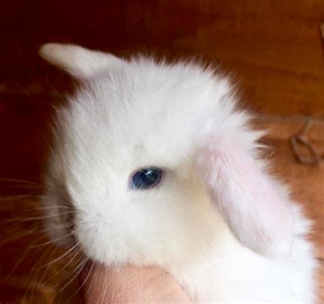Littlest pet shop lps #2354 #2620 bunny rabbit baby cutest lop ear glitter pink. MINI LOP baby rabbits for sale, near Edinburgh | Lasswade ...