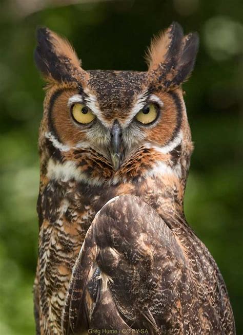 Kids Club Nature Facts Great Horned Owl