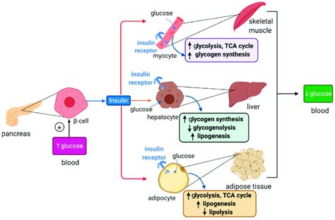 Hormonal Regulation Of Glucose Metabolism By Insulin Insulin Is Download Scientific Diagram