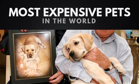 The 20 Most Expensive Pets In The World 2020 Wealthy Gorilla