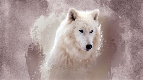 Beautiful Wolf Wolves Photo 37003533 Fanpop