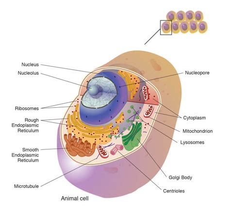 Infographic: Meet Asgard archaea, a simple cell that just ...