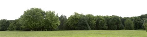Premium Photo Very High Definition Treeline Isolated On A White
