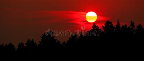 Sun Setting Over Pine Trees Forest Wilderness Peaceful Nature Stock