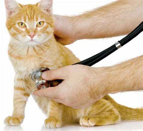 How To Give Your Cat A Health Check