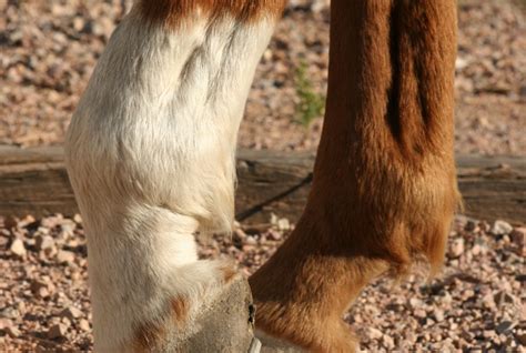 Horse Hoof Abscesses Symptoms Treatment And Prevention Equimed