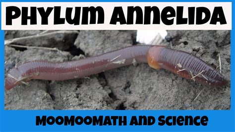 There are about 15,000 known modern species of annelids. Phylum Annelida Characteristics - YouTube