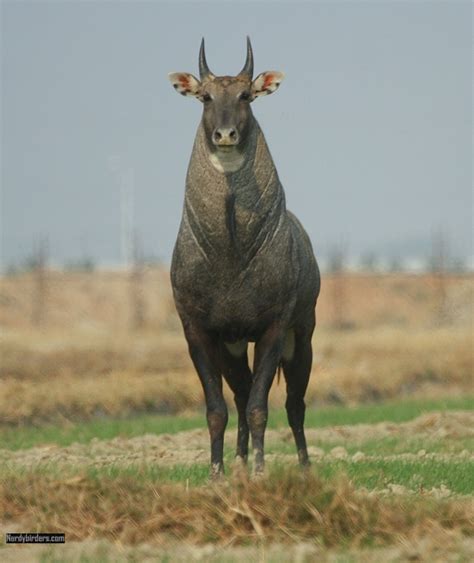 Animal Photo