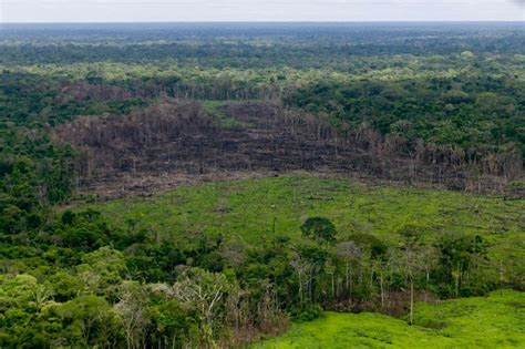 colombia perdió 42 600 hectáreas de selva amazónica en primer semestre de este año infobae