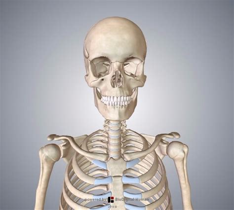 H Anatomy And Physiology Skeletal System Diagram Quizlet