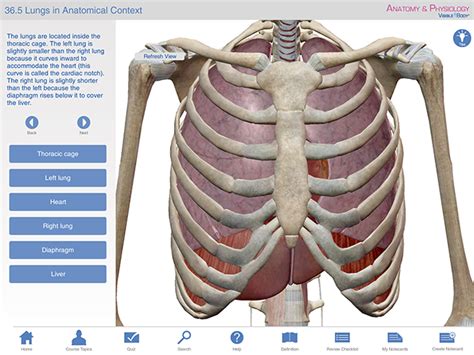 Embryonic, pseudoglandular, canalicular, saccular, and alveolar. Anatomy and Physiology: Gas Exchange
