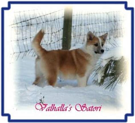 That makes the icelandic sheepdog iceland's only native dog! Canadian Icelandic Sheepdog Club: Icelandic Sheepdog ...