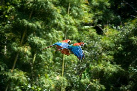 Rainforest Parrot Flying