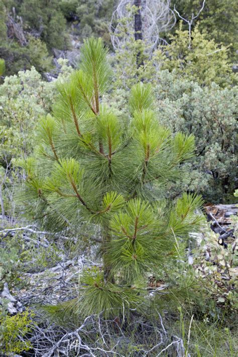A Small Pine Tree In The Hetch Hetchy Valley Clippix Etc Educational