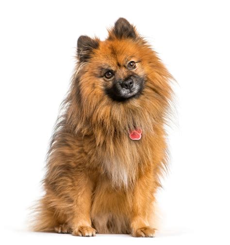 German Spitz Dog Breed Pictures Characteristics And Facts
