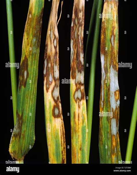 Barley Leaf Blotch Or Leaf Scald Rhynchosporium Secalis Lesions Of