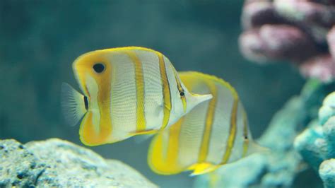 It's estimated that ⅙ of the reefs will be dead in the next 20 years! Coral reef fish have the most to lose from climate change ...