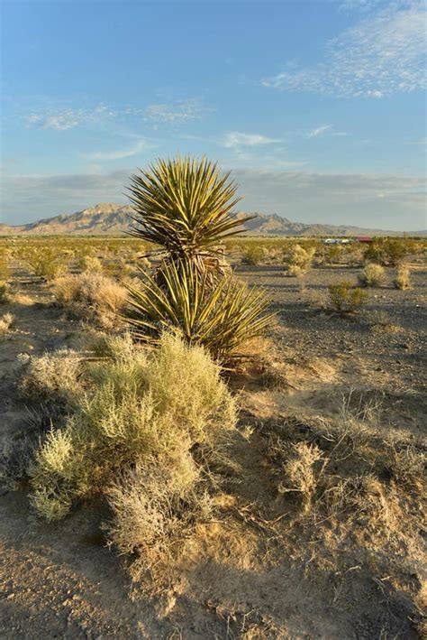 Mojave Desert Landscape Town Of Pahrump Nevada Usa Stock Image