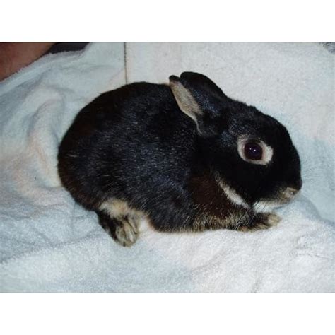 Pippin Netherland Dwarf Black Otter Male Rabbit In Nsw Petrescue