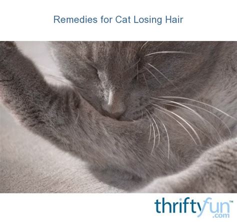 Just like some people, certain felines are also allergic. Remedies for Cat Losing Hair | ThriftyFun
