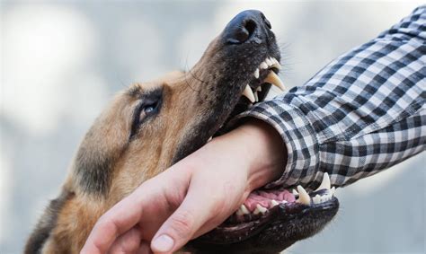 Caring For Your Dog Bite Injury Denver Co Pushchak Law