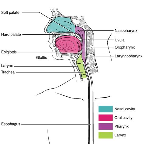 Pharynx Illustration Radiology Case Speech