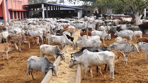 Milch Animals: A major victim of climate change | by Priya Rajasekar