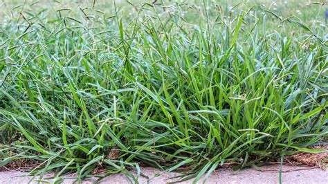 What Is Crabgrass And How Do You Kill It Newz Ai