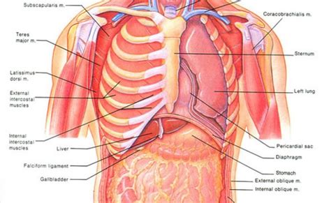 Organs Underneath Back Rib Cage What Organ Is Located Under Your Left