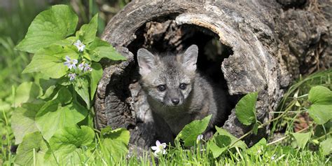 Baby Gray Foxes Nearly Orphaned By Humane Trap Huffpost