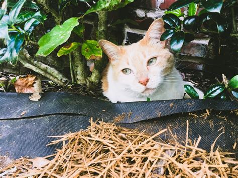 Cat spraying is a common issue for many cat owners which can leave your house smelling foul and uninviting. How To Stop Cats From Spraying Outside Your Home (And What ...