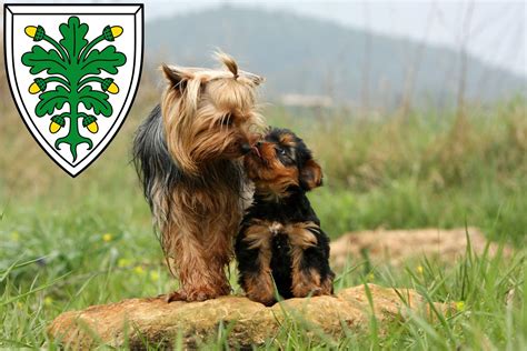 Bolonka yorkshire terrier mix welpe. Yorkshire Terrier Züchter und Welpen in Aichach - Yorkshire.de