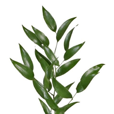 We did not find results for: Ruscus Italian