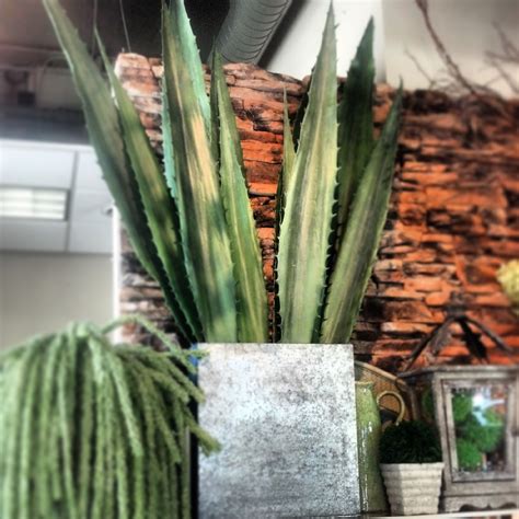 The fruit also contains the superstar antioxidants you get from fruits like blueberries, called flavonoids. Aloe Vera (With images) | Plants, Cactus plants, Aloe vera