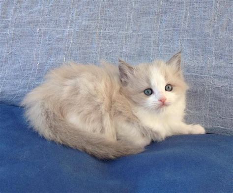 Lilac Mink Ragdoll Kittens For Sale In Texas Cute Cats And Kittens