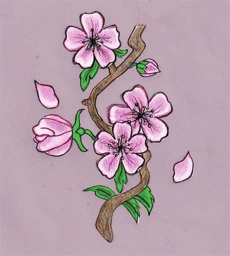 Cherry Blossom Drawing Cherry Blossom Pictures Cherry Blossom Flowers