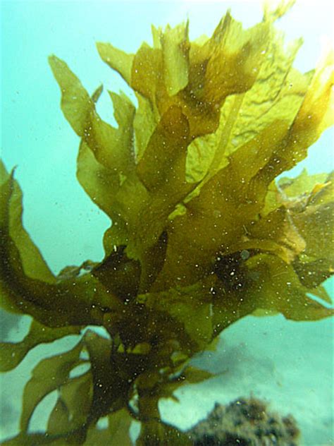 海帶（學名：2006年前laminaria japonica，2006年後saccharina japonica）是褐藻綱海帶屬的一种可食用的藻類，真核多細胞生物。 海帶可以指： 所有生物分類上海帶目（laminariales）的物種。 ワカメ - Wakame - JapaneseClass.jp