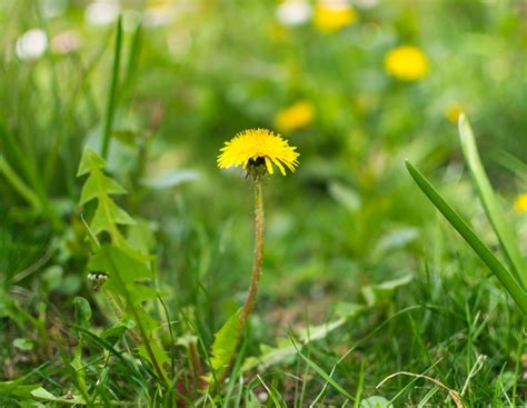 · small yellow flower heads in an open arrangement; Common Weeds - Virginia Green
