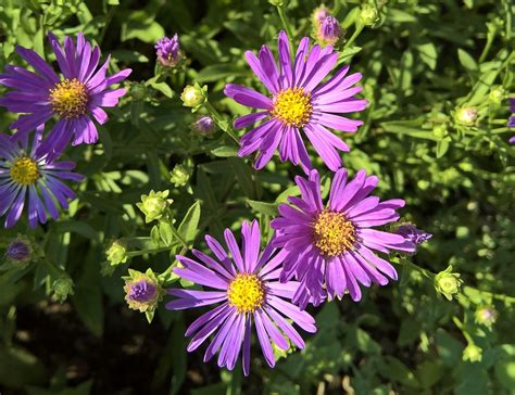 Die richtige pflege für eure pflanzen, tipps für die gartengestaltung und schöne accessoires und gartenmöbel. Herbstblumen: Diese fünf Pflanzen bringen Balkon und ...