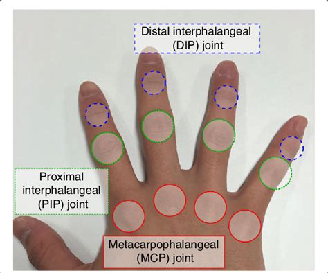 Terminology Of Finger Knuckle Joints Blue Distal Interphalangeal Dip