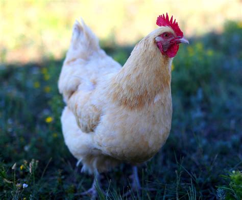 My Most Awesomebeautiful Chicken Pics Backyard Chickens Learn How