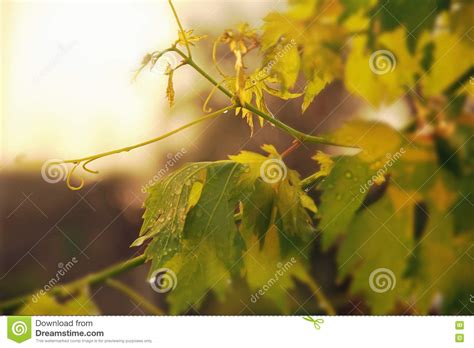 Vineyard Grape Leaves And Vines At Sunset Stock Photo Image Of