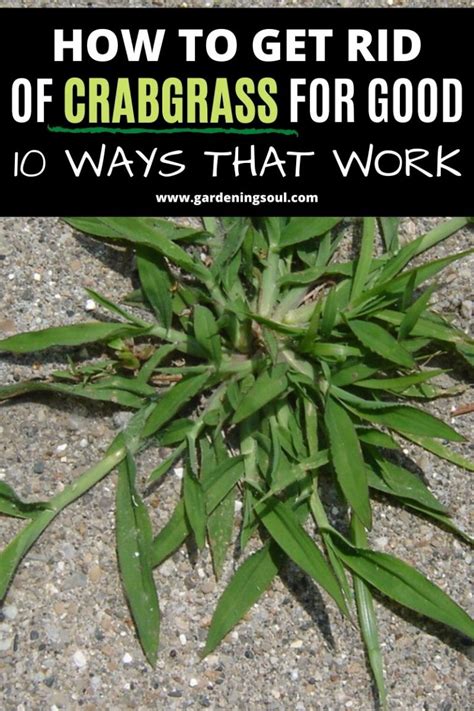 How To Get Rid Of Crabgrass For Good 10 Ways That Work