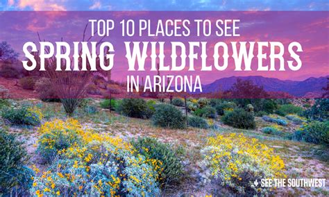 Top 10 Places To See Spring Wildflowers In Arizona See The Southwest