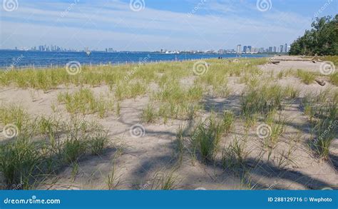 Hanlan S Point Nude Beach View On Toronto Islands Stock Photo Image Of Toronto Beaches