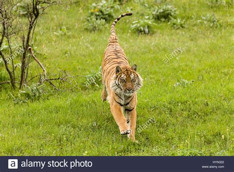 Siberian Tiger Near Bozeman Montana Usa The Siberian Tiger Panthera Tigris Altaica Also
